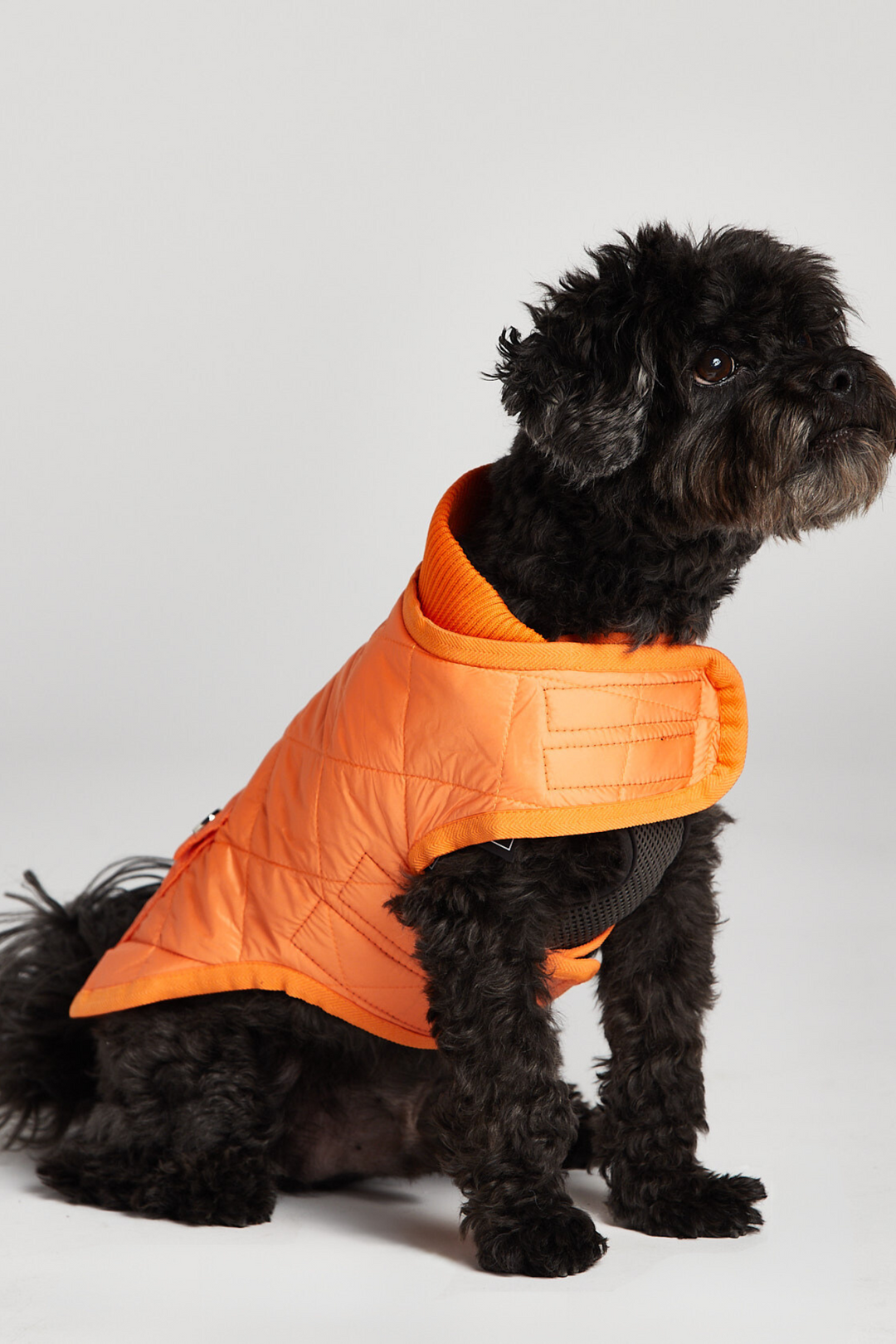 Romeo Quilted Dog Coat